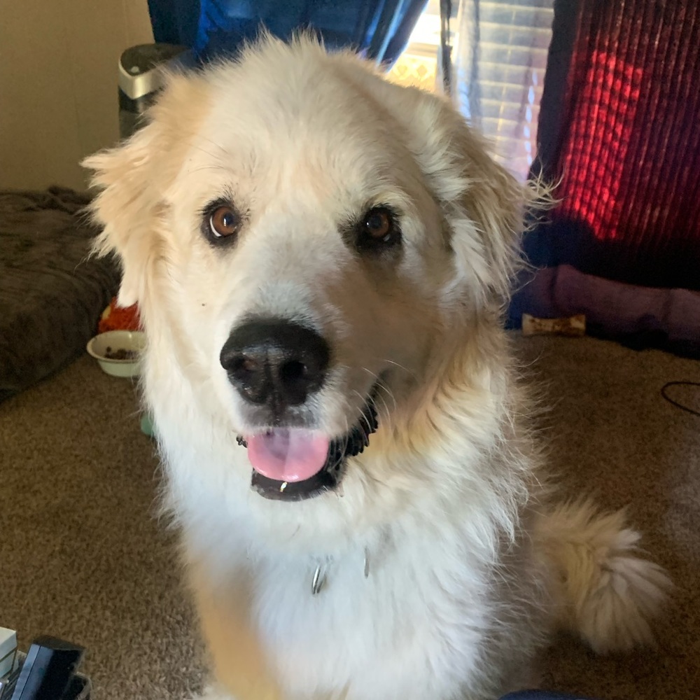 Meet your Posher, Happy!